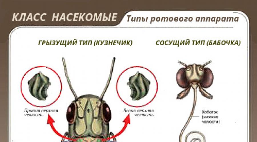 A szöveti és üreg paraziták rovarok)