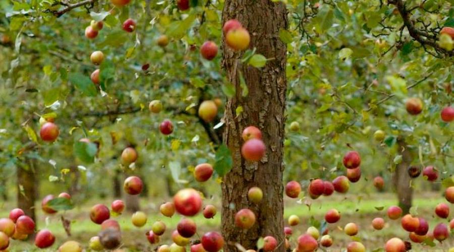 Zašto nezreli plodovi padaju sa stabla jabuke?  Kako se riješiti bolesti plodova jabuke: glavni problemi i njihova rješenja.  Nepravilna njega stabala