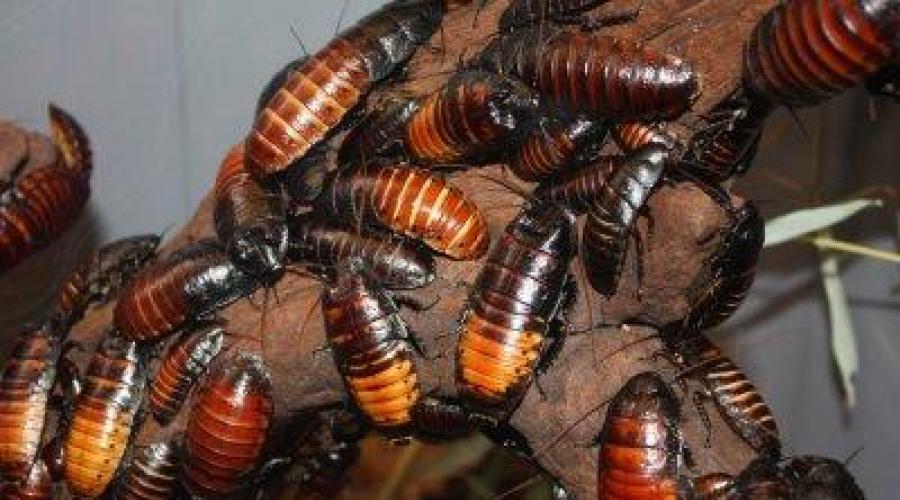 Cechy struktury karaluchów.  Rodzaje karaluchów w Rosji;  karaluchy dekoracyjne i egzotyczne.  Karaluch: opis, cechy, struktura