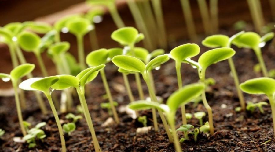 Com que frequência você fertiliza as plantas?  Fertilizantes para plantas de jardim.  regras de ouro para fertilizar plantas de interior
