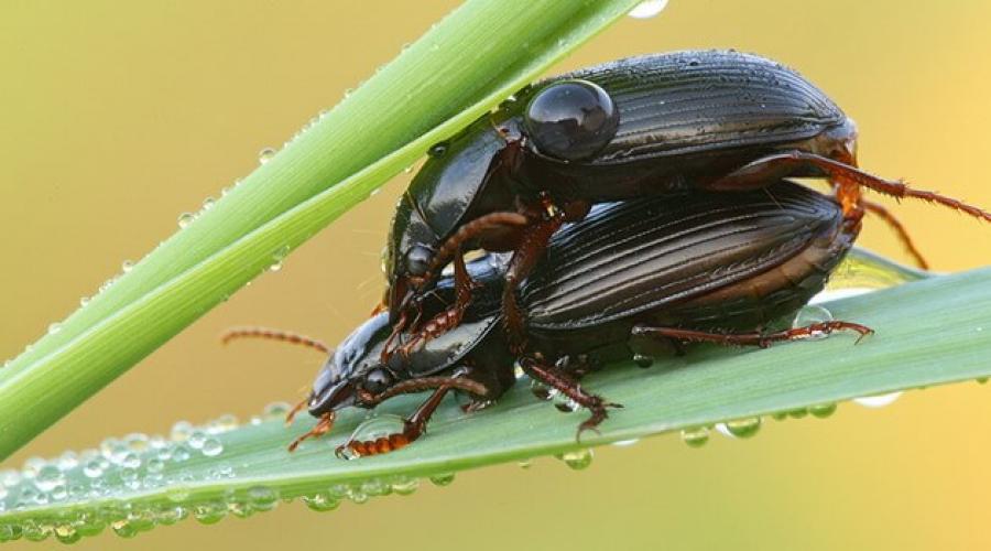 Destruction of ground beetles.  Protection of winter wheat from ground beetles.  Where do bugs come from?