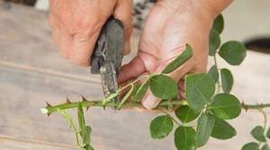 How to root a rose cutting into the ground.  Planting problems and difficulties, ways to solve them.  General rules for propagating roses