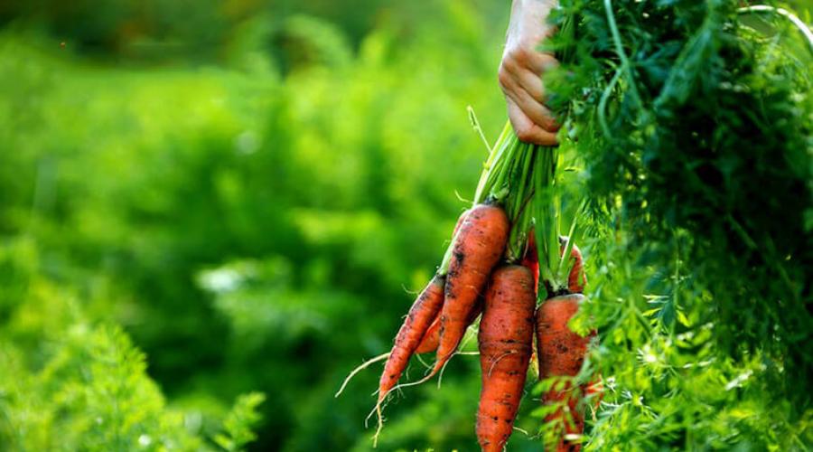Как обрезать и хранить морковь на зиму. Длительное хранение моркови: условия и способы. Как обрезать морковь и свеклу для хранения