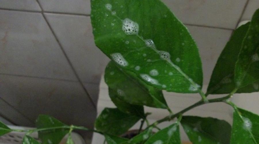 Sabão de alcatrão de enxofre contra ácaros.  Ácaros em plantas de interior: como combater em casa?  Combatendo ácaros em plantas de interior