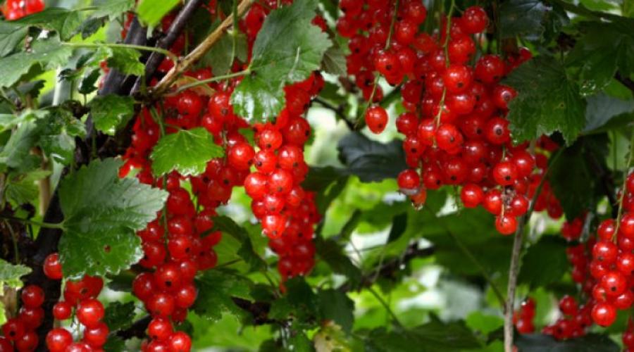 Fertilizing red currants in summer.  When and what to feed currants in the spring: the best fertilizer for a good harvest.  When to fertilize currants in spring: optimal timing and scheme