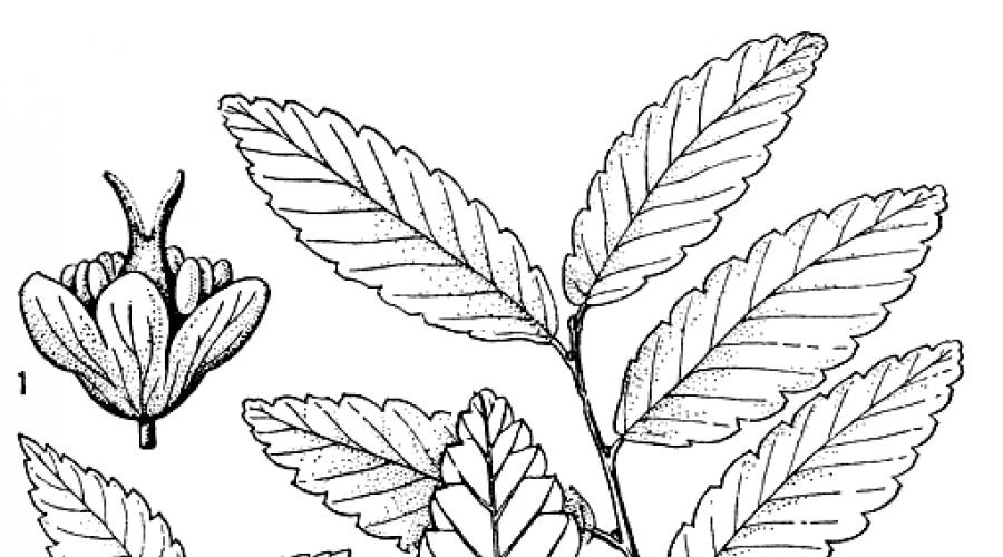 Растение семейства крапивных. Семейство крапивные (Urticaceae) (И. А. Грудзинская) Общие сведения о крапивных