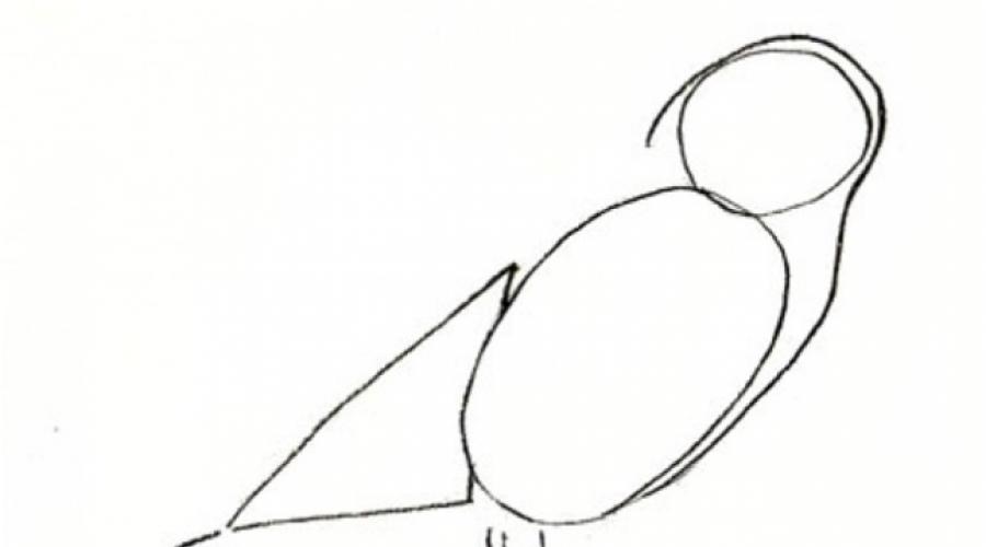 Как нарисовать сидящую птицу. Как нарисовать птичку карандашом поэтапно