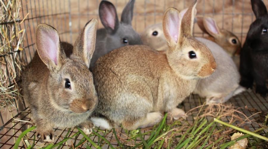 Мини-ферма для разведения кроликов. Рекомендации по строительству кроличьей фермы Установка пола и системы уборки навоза