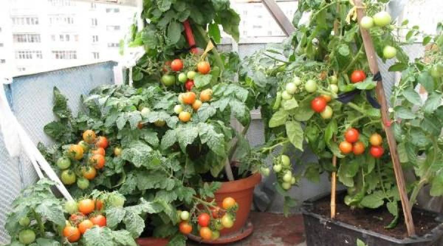  Нестандартный способ выращивания помидоров в ведрах вниз головой: пошаговая инструкция и возможные ошибки