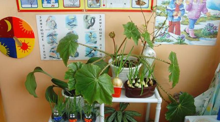 Паспорт комнатных цветов в детском саду. Растения для детской комнаты — осторожно с выбором Какие цветы полезны для детей