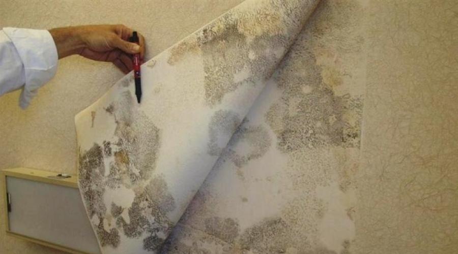 Środek przeciwgrzybiczy do czyszczenia ścian: porównawczy przegląd najlepszych opcji.  Jak usunąć pleśń ze ścian w mieszkaniu: metody ludowe i profesjonalne środki Niezawodny sposób na pleśń na ścianach