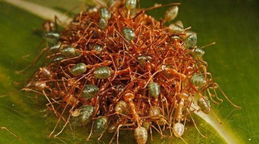Маленькие муравьи – большие проблемы, или Как справиться с незваными гостями. Эффективные средства борьбы с рыжими и черными муравьями в доме Вред от нежданных гостей