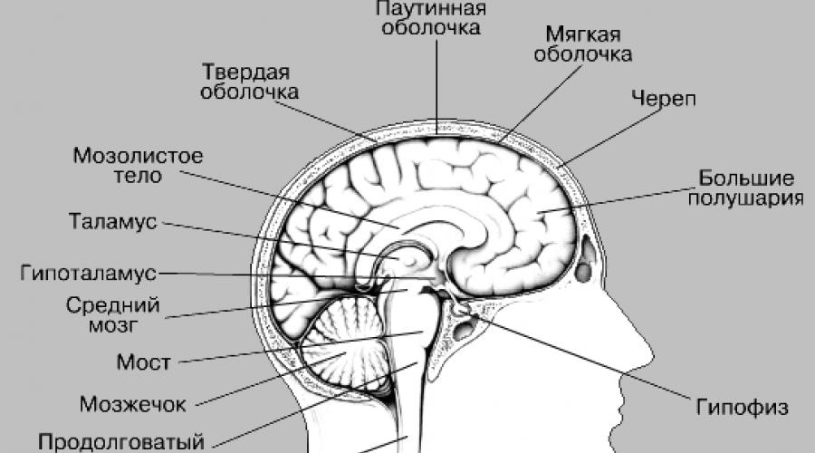 В чем заключается работа мозга. Головной мозг. Отделы головного мозга и их функции: кора