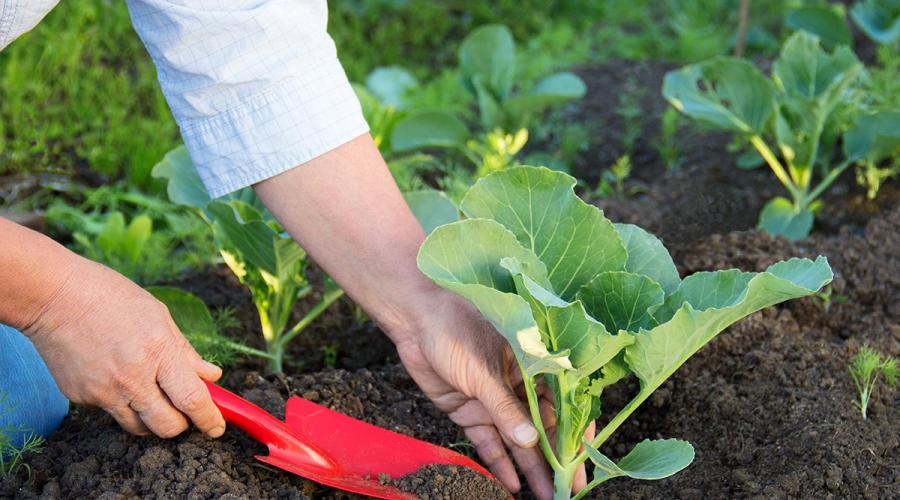 Как вырастить обильный урожай здоровой капусты без химии. Выращивание капусты: простые хитрости большого урожая Традиционный полив капусты