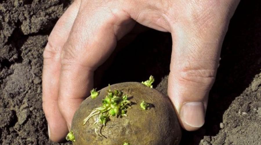Сроки посадки картофеля в разных регионах россии, украины и белоруссии. Правильные сроки посадки картофеля и как резать клубни Когда сажать картофель в неотапливаемых теплицах