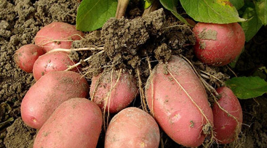 Когда можно сажать картошку в году. Когда сажают картошку: правильные сроки для большого урожая. Ухаживаем за рассадой