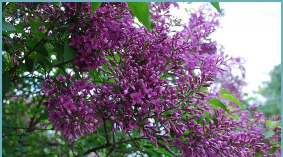 Lilac growing and care in the garden.  Lilacs in the country are an effective agricultural technique for growing.  Indian lilac: cultivation