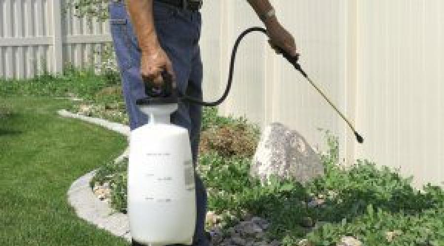 Salt and vinegar against weeds proportions.  How to get rid of weeds and grass forever: the most effective methods.  Herbicide recipes