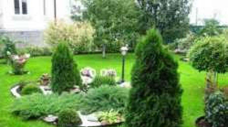 Kako napraviti patuljak od običnog crnogoričnog drveta.  Crnogorične biljke za vrt (18 fotografija): ukrasni ukras stranice.  Četinjača srednje visine