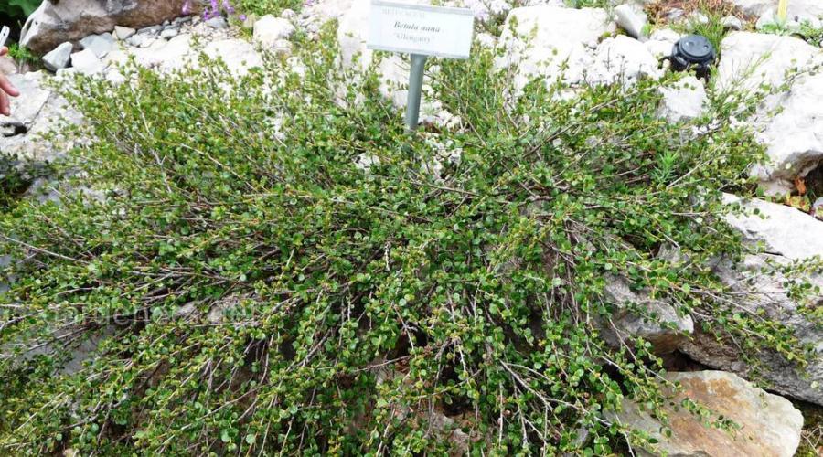 Pozdrav iz Tundre: patuljasta breza na vašoj dači.  Patuljasta breza u vrtu Korijenski sistem patuljaste breze