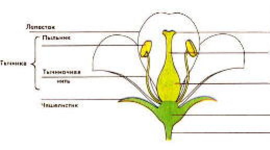 Оплодотворение у цветковых растений. Что такое завязь Семязачатки в цветках растений развиваются в