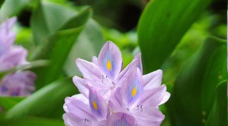 Eichornia water hyacinth - pagtatanim at pangangalaga sa pond, larawan at video.  Eichornia: water hyacinth mula sa South America