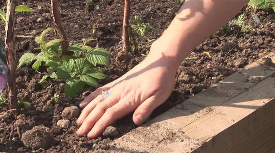 Uzgoj remontantne maline na Krasnodarskom teritoriju - sadnja i njega.  Remontantne sorte maline za Kuban