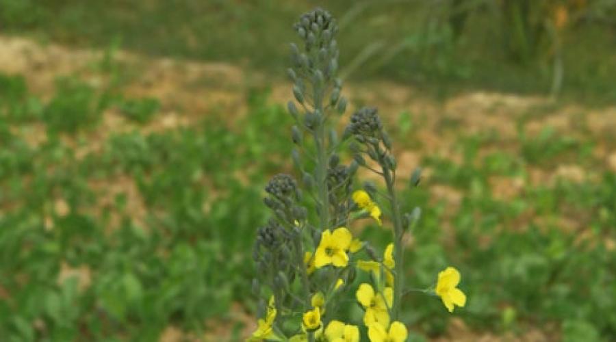 Is broccoli blooming?  Why does broccoli fade?  Sad personal experience.  Planting seedlings on the site