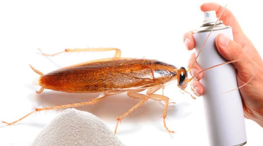 Какие средства от тараканов безопасны для домашних животных? Чего больше всего боятся черные и рыжие тараканы? Как избавиться от тараканов дома кошка