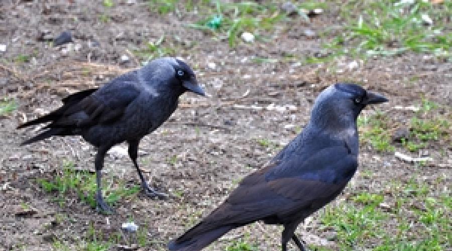 The jackdaw is a useful bird.  How to care for a jackdaw