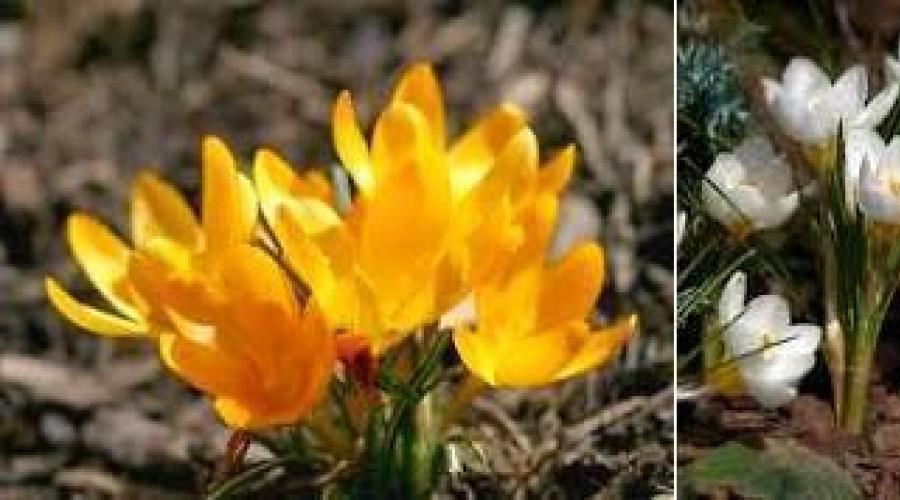 Višegodišnje vrtne biljke.  Najnepretencioznije cvijeće za vrt (38 fotografija): pregled trajnica.  Prije i poslije ljetne sezone