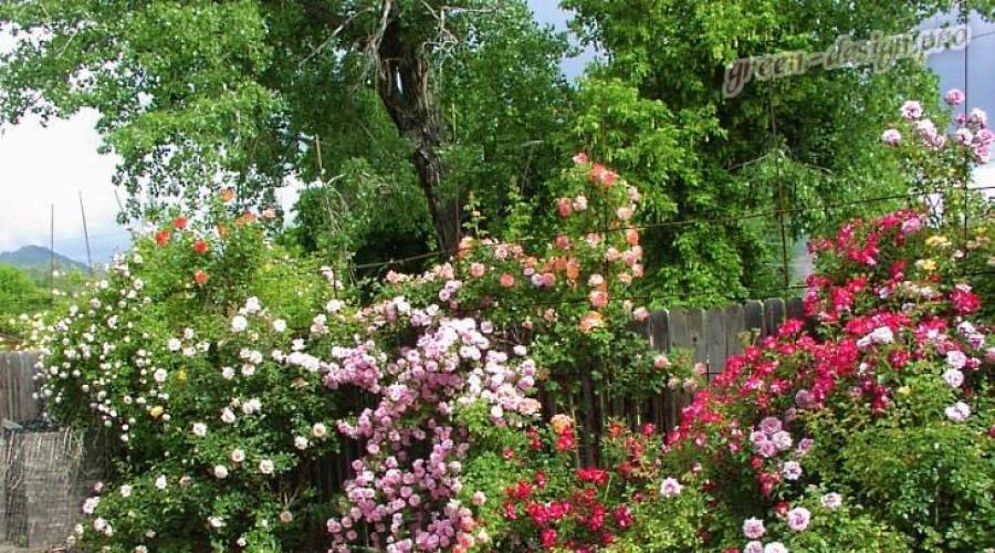 Różaniec zrób to sam w kraju: schematy awarii, zasady formowania i sadzenia.  Tworzenie ogrodu różanego we własnej strefie podmiejskiej Formy ogrodów różanych
