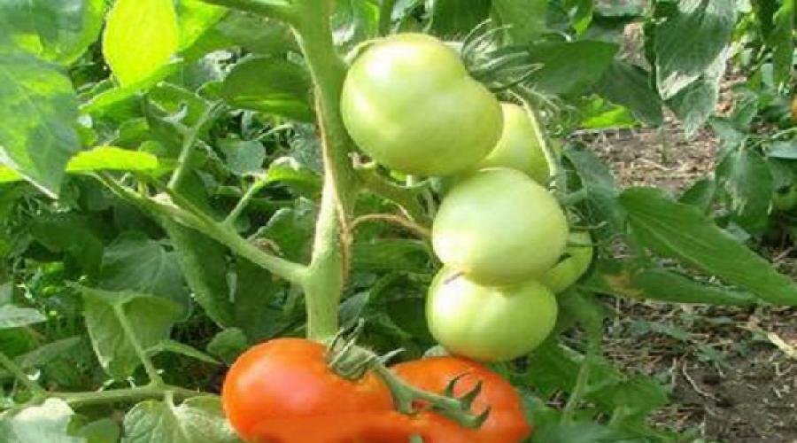 Opis ultra ranog hibridnog paradajza Ksenia i savjeti za uzgoj.  Paradajz Ksenia F1 SeDeK Minimalni iznos narudžbe za besplatnu dostavu