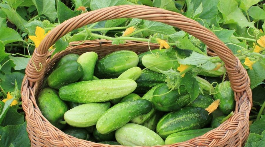 Dias favoráveis ​​​​para a semeadura de pepinos.  Quando plantar pepino em maio, dias favoráveis ​​e desfavoráveis.  Protegendo pepinos de doenças e pragas