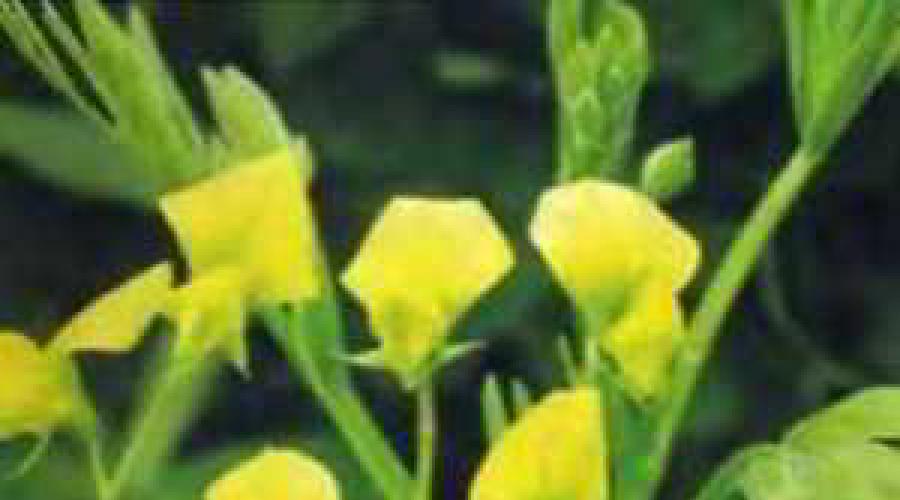 gmelina چین از دانه ها رشد می کند.  مراقبت از پهن برگ چین در خانه  ویژگی های رشد نخود شیرین چند ساله
