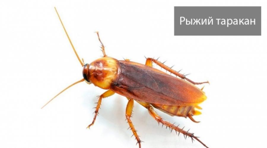 Photos of different types of cockroaches.  Cockroaches, insects: reproduction, causes of appearance and ways to combat them. Who is a cockroach?