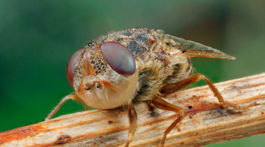 Kazakhstanis are being scared by a scary killer bug via WhatsApp.  Kazakhstanis are being frightened by a terrible killer beetle via WhatsApp A new insect has been found