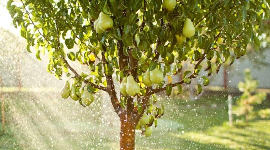Properly caring for pears in August and September - activities for the future harvest!  How and when to properly feed a pear When to water a fruiting pear