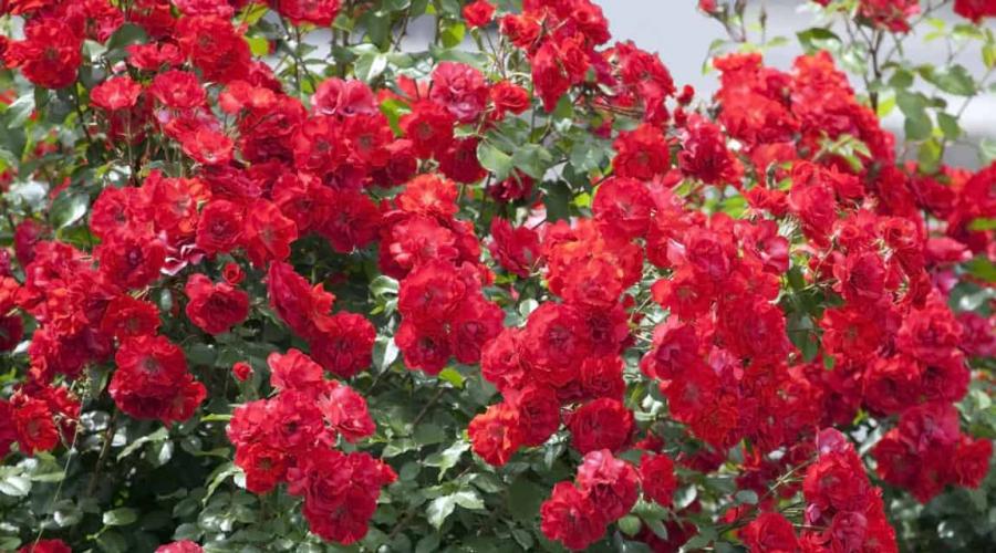 Как укрыть чайно гибридные розы. Как сохранить розы зимой в саду, чем укрыть, надо ли обрезать? Подготовка роз к зиме