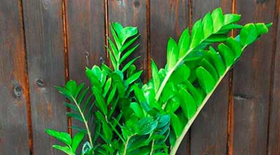 Zamioculcas is a dollar tree.  How to plant and grow a dollar tree Flower dollar tree how to care
