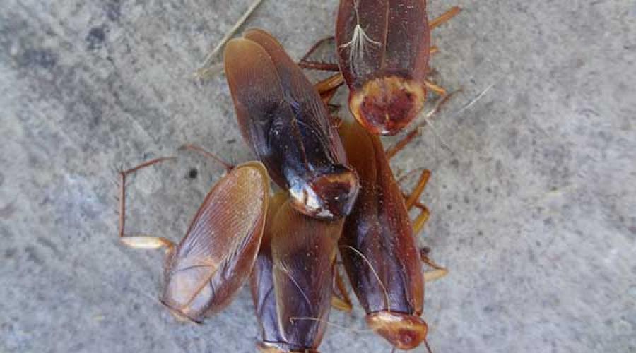 Особенности размножения домашних тараканов. Как быстро размножаются рыжие тараканы Размножение тараканов сколько по времени