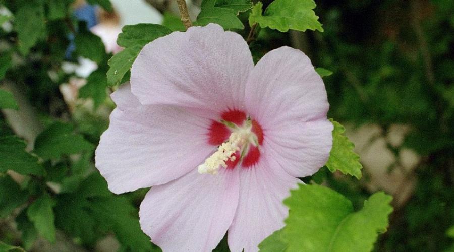 Cultivo, cuidado e vídeo do jardim de hibisco sírio.  Hibiscus de jardim, cuidado e reprodução - um convidado bem-vindo dos trópicos Hibiscus tree care