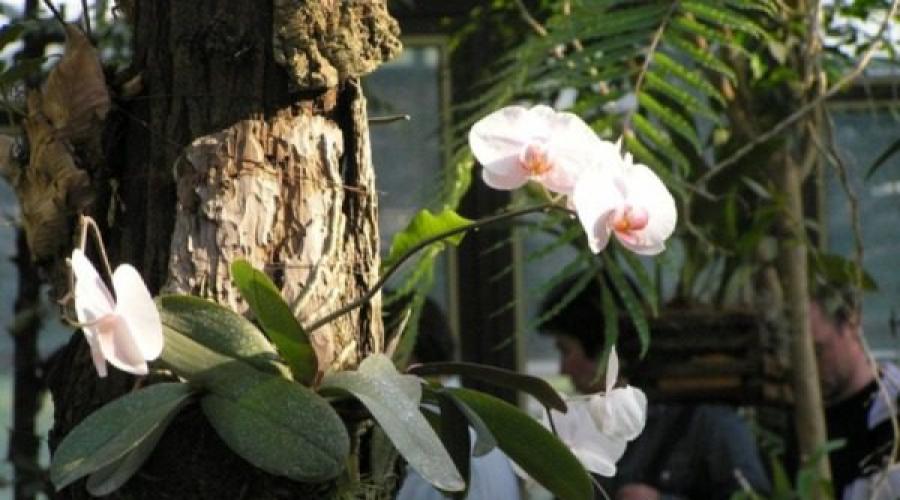 Орхидея фаленопсис: уход в домашних условиях, пересадка и размножение. Важные особенности ухода за орхидеей фаленопсис Цветущий фаленопсис уход в домашних условиях