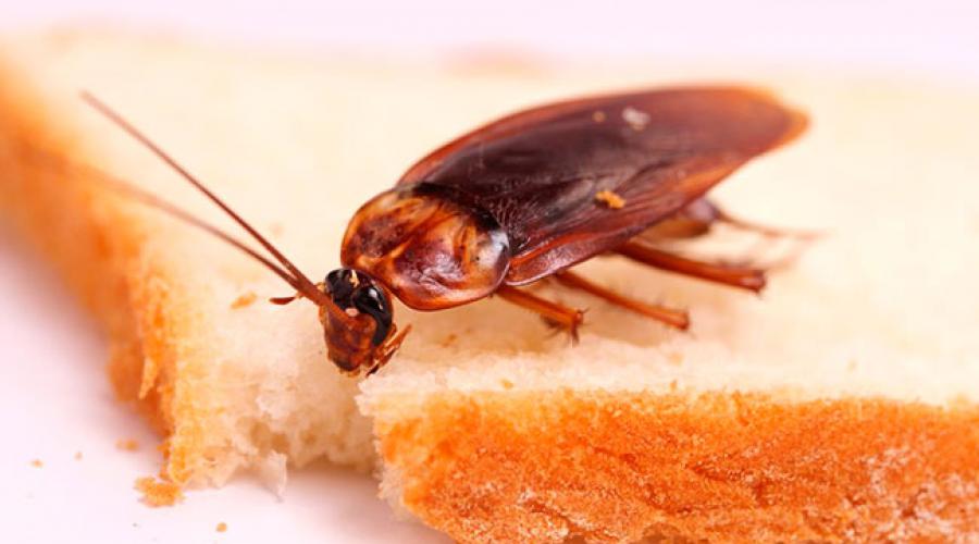 Домашние тараканы — виды, жизнь, способы избавления. Разновидности тараканов, образ жизни, среда обитания и поведение Виды домашних тараканов