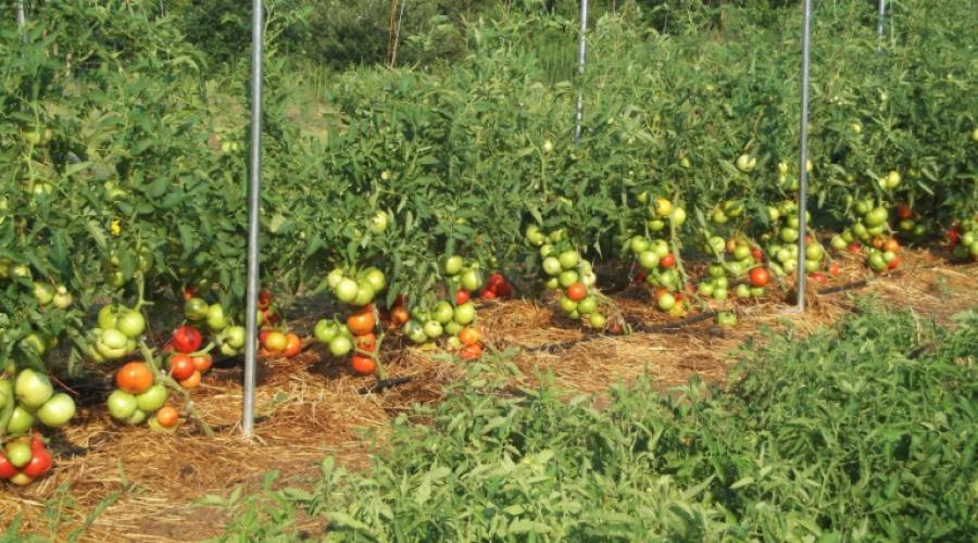 گوجه فرنگی کم رشد برای زمین باز: ویژگی های بهترین گونه ها.  گوجه فرنگی کم رشد (فوق تعیین کننده): بهترین گونه ها برای زمین باز و گلخانه ها انواع کم گوجه فرنگی برای زمین باز