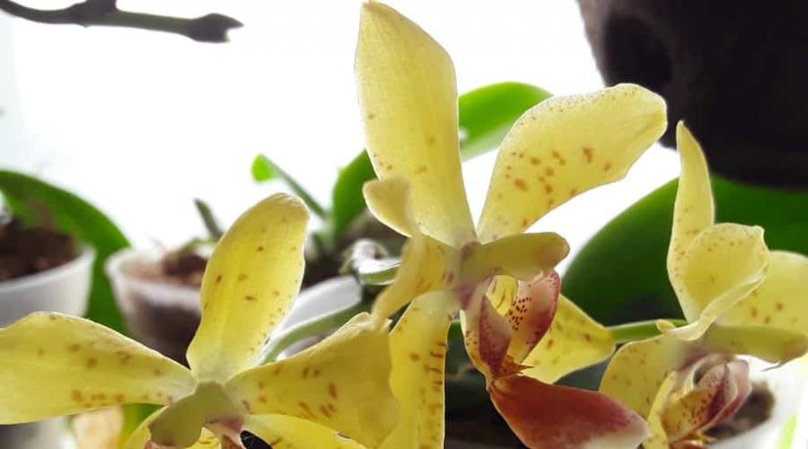 В чем лучше выращивать орхидеи в домашних условиях. Орхидеи — выращивание и уход