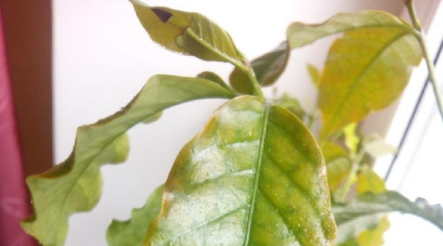 Pourquoi la maladie du caféier sèche.  Caféier: maladies, soins, photo Soins des plantes d'intérieur de café Arabica feuilles assombries