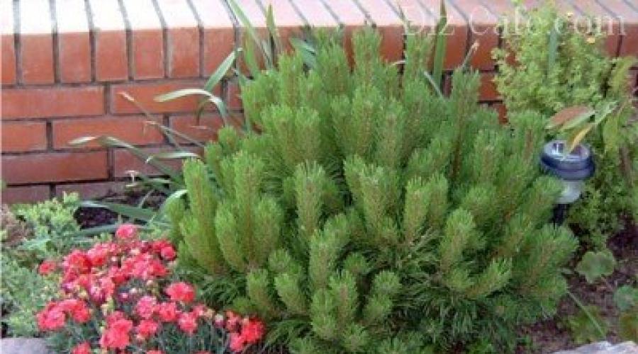 Preparing conifers for winter.  Shelter of conifers for the winter.  Hibernation of conifers: how to protect plants from frost How to cover a small Christmas tree for the winter