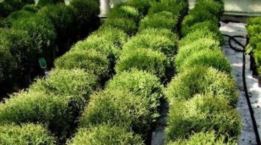Reproduction and cultivation of thuja at home.  Thuja indoors: planting, care, propagation How to plant thuja at home in a pot