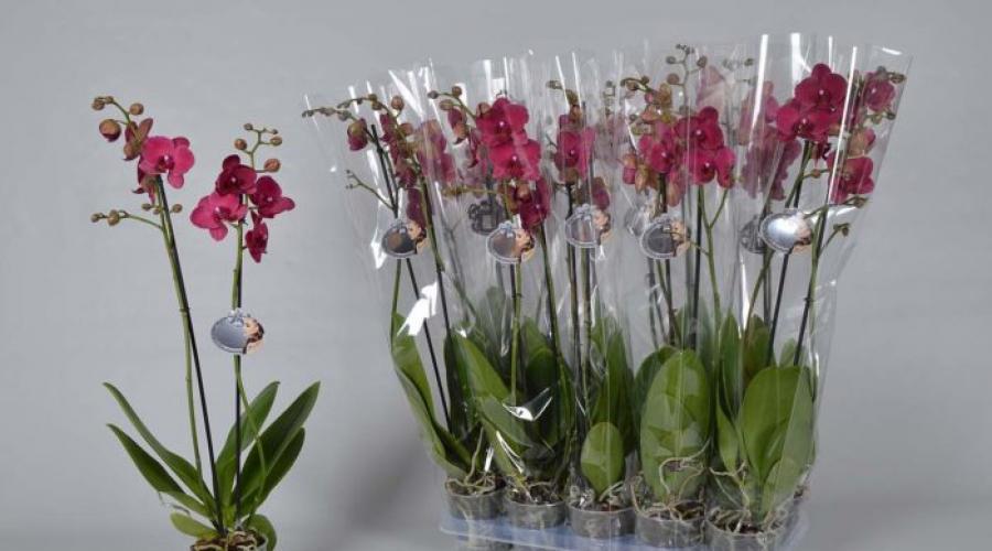Семена фаленопсиса из китая отзывы. Все о том, как вырастить орхидею в домашних условиях из семян, купленных в китае. Один из рецептов приготовления среды